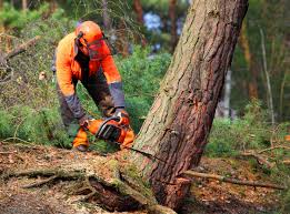 Best Root Management and Removal  in Luther, OK