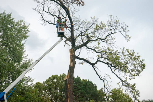 Best Utility Line Clearance  in Luther, OK