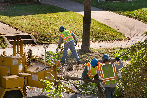 Reliable Luther, OK Tree Services Solutions