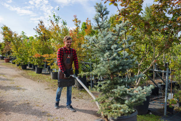 Best Tree Mulching  in Luther, OK