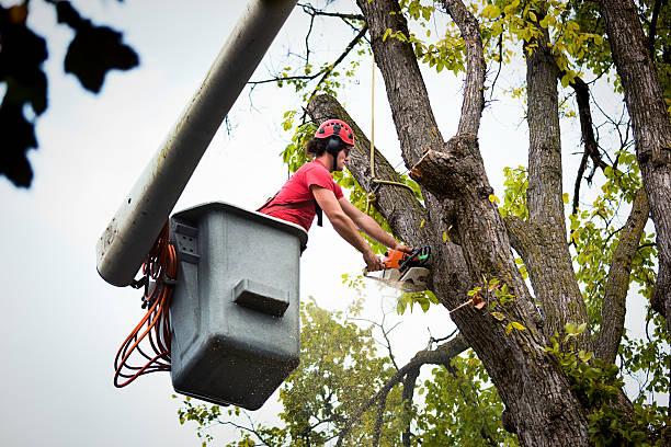 Best Leaf Removal  in Luther, OK